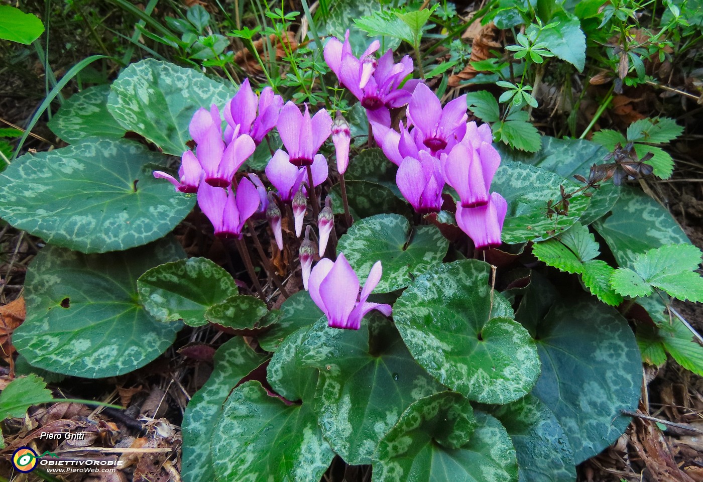 23 Cyclamen-Ciclamini.JPG